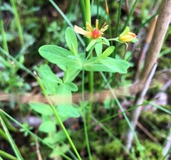 Hypericum ellipticum