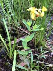 Hypericum ellipticum