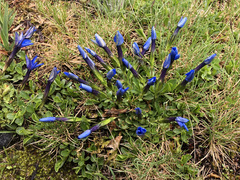 Gentiana brachyphylla brachyphylla