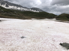 Chlamydomonas nivalis