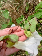 Calystegia silvatica