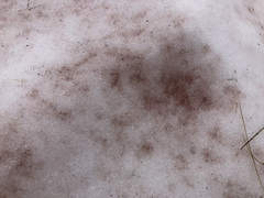 Chlamydomonas nivalis