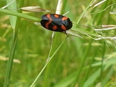 Cercopis arcuata