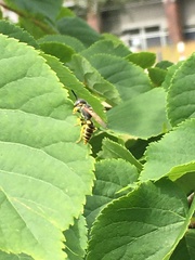 Philanthus triangulum