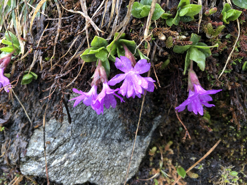 Image of Entire-Leaved Primrose (Primula integrifolia) by (c) Jason Grant, some rights reserved (CC BY)