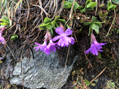 Primula integrifolia