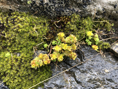Sedum alpestre