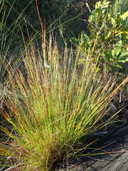 Schoenus graciliculmis