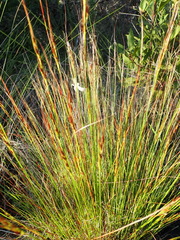 Schoenus graciliculmis