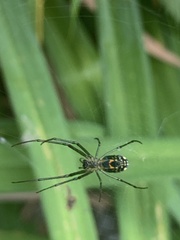 Leucauge venusta
