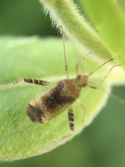 Phytocoris tibialis