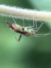 Phytocoris tibialis