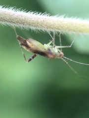 Phytocoris tibialis