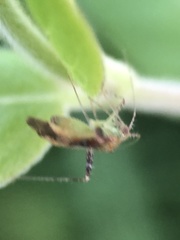 Phytocoris tibialis