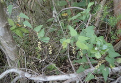Dioscorea burchellii