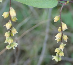 Dioscorea burchellii
