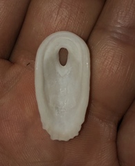 Macroschisma baikiei