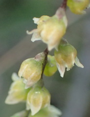 Dioscorea burchellii