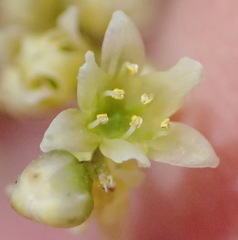 Dioscorea burchellii
