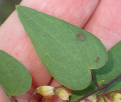 Dioscorea burchellii