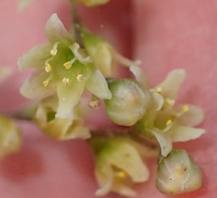 Dioscorea burchellii