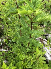 Idaeobatus