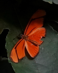 Eueides aliphera gracilis