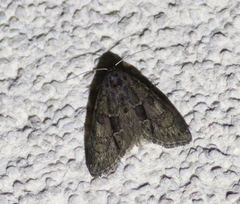 Cryphia fraudatricula