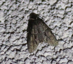 Cryphia fraudatricula