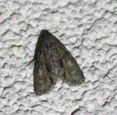 Cryphia fraudatricula