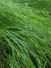 Carex tuckermanii