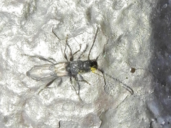 Molorchus bimaculatus