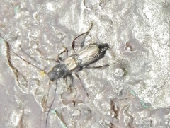 Molorchus bimaculatus