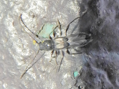 Molorchus bimaculatus