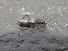 Molorchus bimaculatus