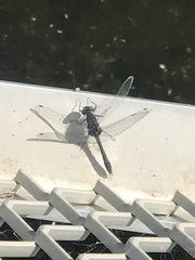 Leucorrhinia intacta