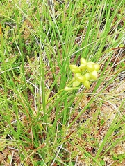 Scheuchzeria palustris