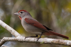 Piranga roseogularis