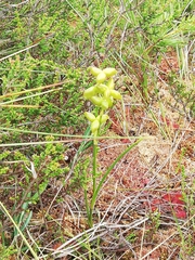 Scheuchzeria palustris
