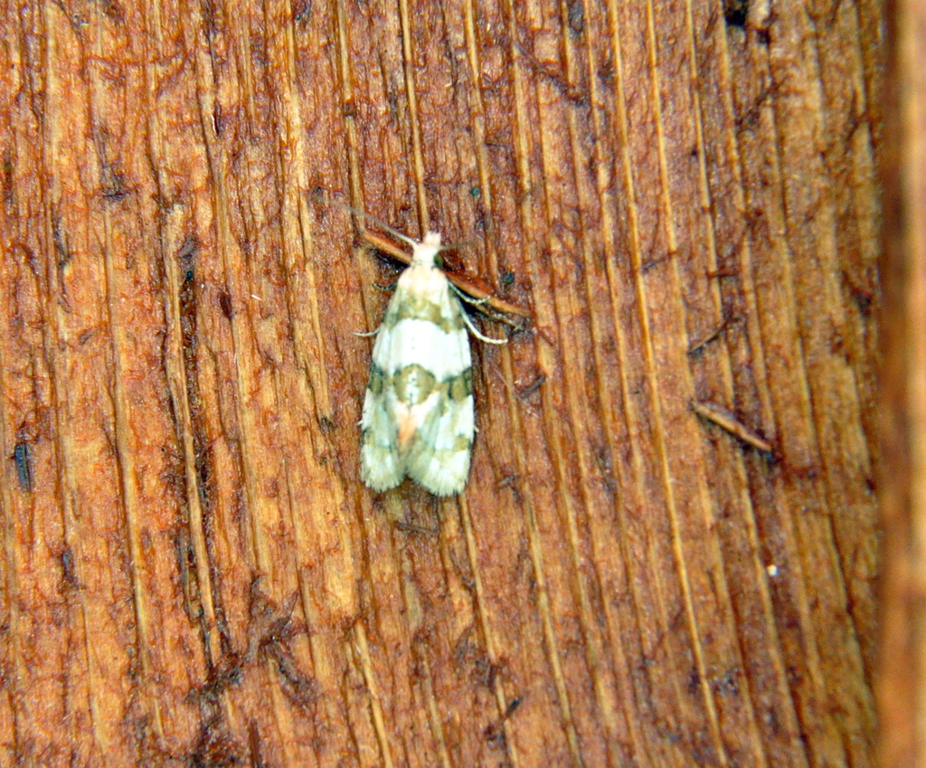 Silver-bordered Aethes from Témiscamingue, QC, Canada on June 23, 2021 ...