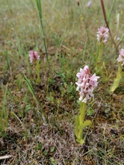 Dactylorhiza incarnata