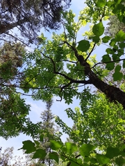 Fraxinus nigra image