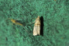 Trachonitis cristella