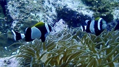 Amphiprion latezonatus