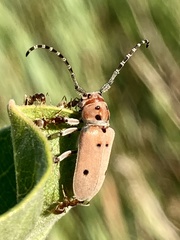 Tetraopes annulatus