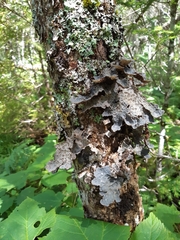 Fraxinus nigra image