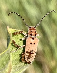 Tetraopes annulatus