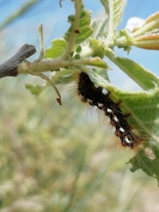 Euproctis chrysorrhoea