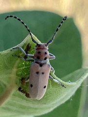 Tetraopes annulatus