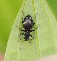 Polydrusus picus